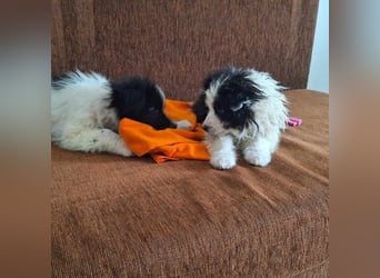 Kleine Lola sucht ein Zuhause