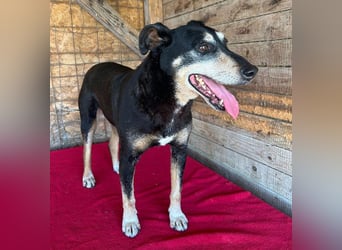 JANOSCH - traurige Geschichte - 13 Jahre, 45cm/15kg - Mischling