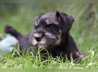 Zwergschnauzer Welpe schwarz silber  darf sofort ins neue Zuhause