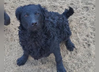 GONZALES❤️ liebenswerter, agiler und neugieriger Kroatischer Schäferhund-Mix