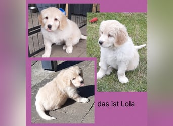 Hovawart Welpen ohne Papiere