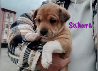 Sakura 01/2025 (ESP Pflegestelle) - neugierige, zuckersüße Ratonero Bodeguero Andaluz Welpin!