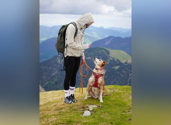 Michel - Ein treuer Begleiter, der die Nähe zu Menschen liebt