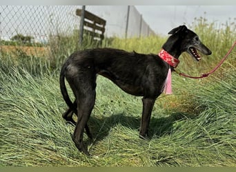 Giria - ängstliche Galga sucht