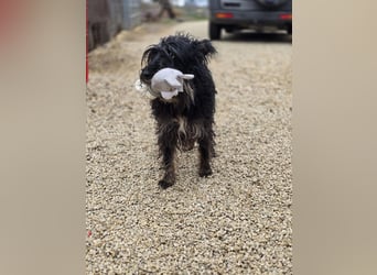 Borzi VA – Sensible Schnauzermix-Hündin sucht ein ruhiges Zuhause bei einer einfühlsamen, ruhigen Pe