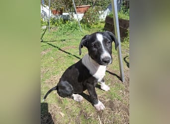 Ylani sucht Traumzuhause!