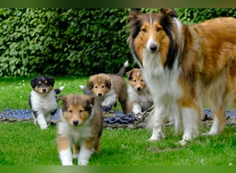 Familienfreundliche amerikanische Collies