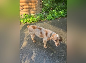 Hübscher Spaniel-Mischling PHILIPP sucht eine liebevolle Familie