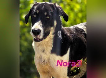 Nora3 01/2024 (ESP) - vertrauensvolle, aufgeschlossene und sehr soziale Mastín Español Hündin!