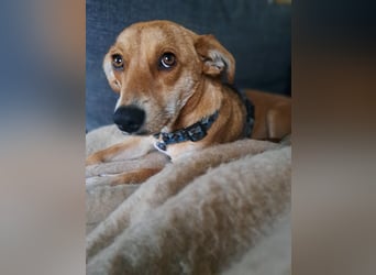 Walburga, !!! SOS !!!!  PS Oberkochen liebevolle, kleine Hündin sucht Ihr Körbchen