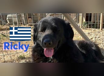 Ricky, geb 01/22 - süßer Schmusebär sucht seine Familie