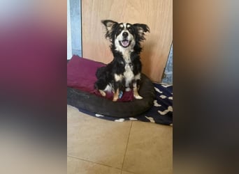 Josie, bereits auf PS in DE 86156 Augsburg, sucht liebevolles Zuhause!