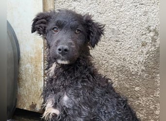 Flynn ❤️ offener, verspielter Welpenjunge