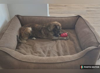 Fido, Dein neuer, treuer Begleiter, PS in 31303 Burgdorf
