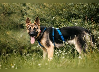 Verspielte Samantha sucht aktives Zuhause
