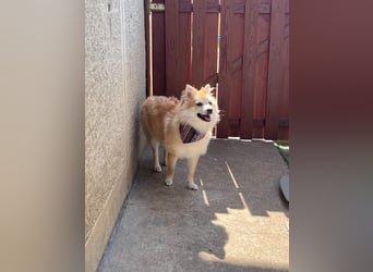Wanda SR – Kleine Spitz-Prinzessin sucht liebevolles Zuhause