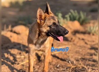 Bruno9 geb. 11/2024 (ESP) - sportlicher Malinois-Schäferhund-Mix Welpe!