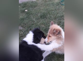 Colliejungs (altschottische Linie), 8 Monate alt suchen liebevolles Fürimmerzuhause