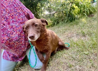 Monty - verspielter, freundlicher, menschenbezogener Rüde / z.Zt. noch in Rumänien