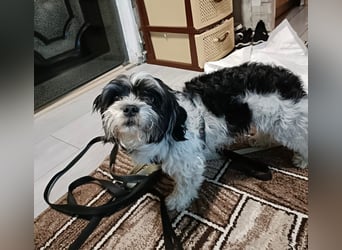 RESERVIERT!!!! Verspielte CARINA (Bichon-Havaneser-Mix) sucht ihr Für-immer-Zuhause!