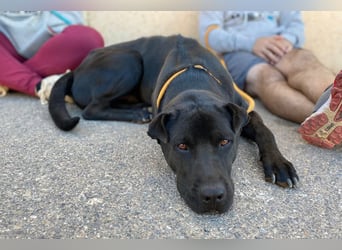 Perengano, traumhafter Shar Pei-Mix, freundlich verspielt und verkuschelt