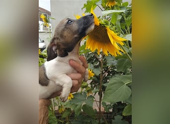 Jack Russell Terrier HÜNDIN mit CHIP/Eu-Pass AB SOFORT