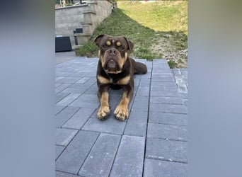 Exotic Bully Bulldog OEB Welpen Bulldogge