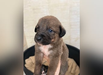 Libby sucht ihr Traumkörbchen