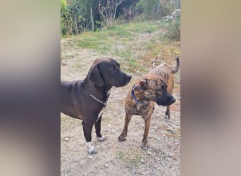 Giona – ein Hund und Gentleman!