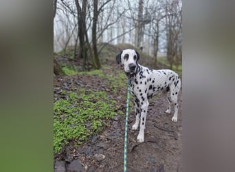 Rico, 7 Jahre sucht DICH!