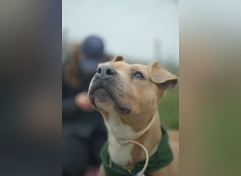 Zelma, treue Begleiterin sucht ihre Menschen