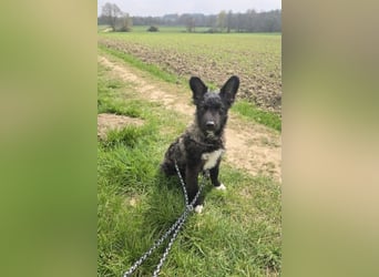 Laroche - Dein neuer bester Hundekumpel (32051 Herford)