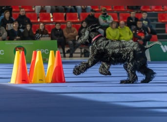 Riesenschnauzer Schwarz