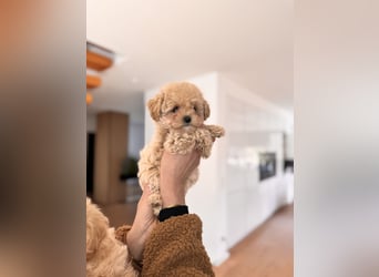 Maltipoo Pudel Malteser