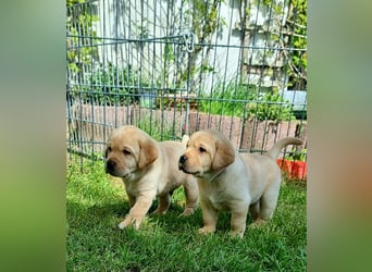 Labrador Welpen mit Ahnentafel, abzugeben ab Mitte /Ende Mai