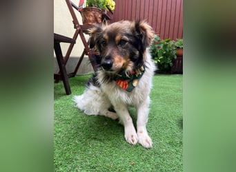 Aiko SR – entspannter Kuschelbär sucht liebevolles Zuhause