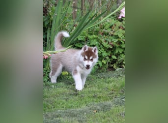 Bright Little Bear Beggin For Trouble