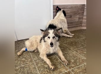 Aimee, RESERVIERT Husky-Collie Mix Lady ,  verjagt und sich selbst überlassen