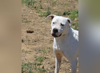 Mary - Sehr liebe (taube) Dogo-Argentino Hündin, ca. 3 Jahre alt, gut verträglich