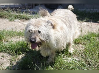 CHESTA sucht ein Zuhause
