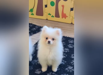 Zwergspitz Pomeranian Welpen Bärchengesichter mit Ahnentafel