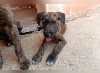 Bombón  sucht ein Zuhause