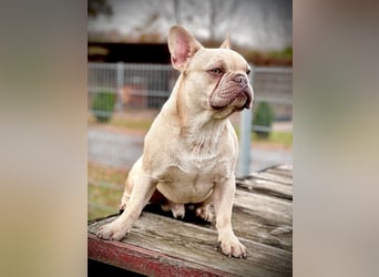 Gesunde Sportliche Französische Bulldoggen aus Familienzucht!