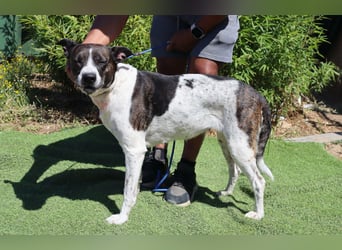 Nikita, Mix Labrador / Boxer, lieb und sozial
