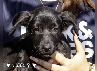 Teddy und seine Geschwister suchen ab September ein Zuhause