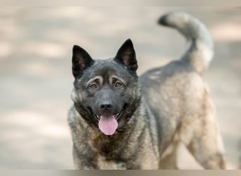 Aquila, der perfekte Hund mit besonderen Bedürfnissen sucht eine Familie