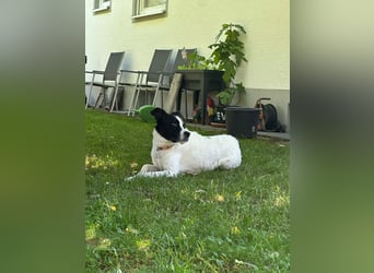 lieber Toni auf Pflegestelle in Kammlach sucht sein Zuhause
