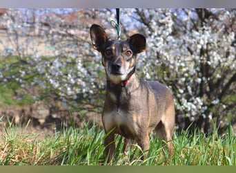Traumhafte kleine Tierschutzhündin Bambi❤️in 19246 Zarrentin