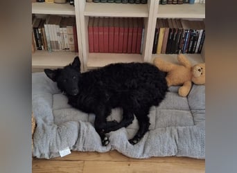 Bony ein Traumhund