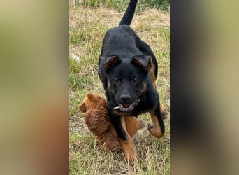 Chico - liebenswerter, junger Rüde der verschmust und verspielt ist